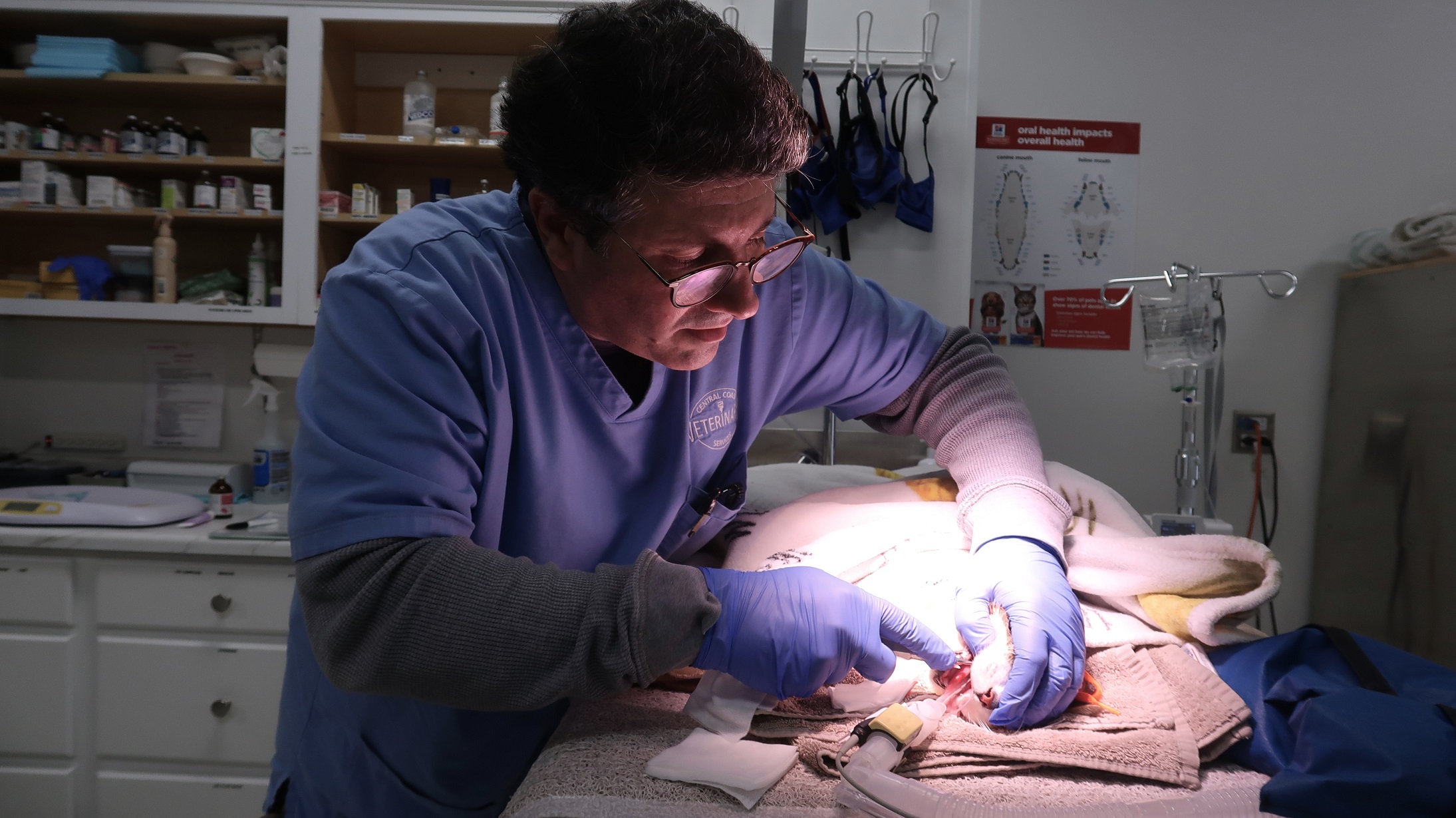 Veterinarian Raffy Dorian performs surgery on a cat