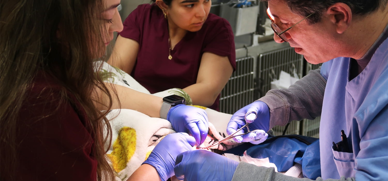A veterinarian team performs surgery on a cat