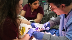 A veterinarian team performs surgery on a cat