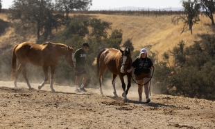 Two students lead a horse apiece at a horse ranch