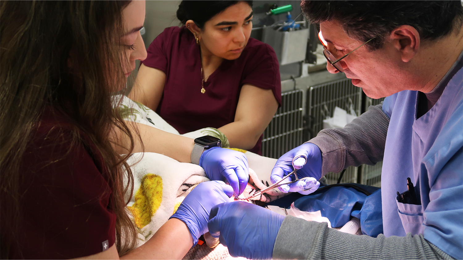 A veterinarian team performs surgery on a cat